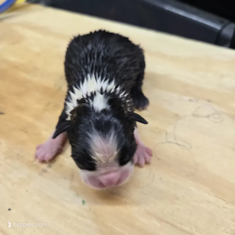 Lexi – Boston Terrier puppy for sale in Van Wert, OH