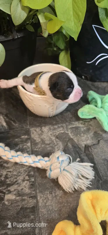 Lester – Boston Terrier puppy for sale in Van Wert, OH