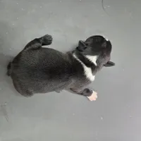 Marlow, a male Boston Terrier for sale in Van Wert, OH – 3 of 3