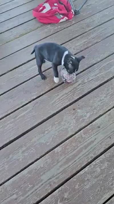 Marlow, a male Boston Terrier for sale in Van Wert, OH – 4 of 5
