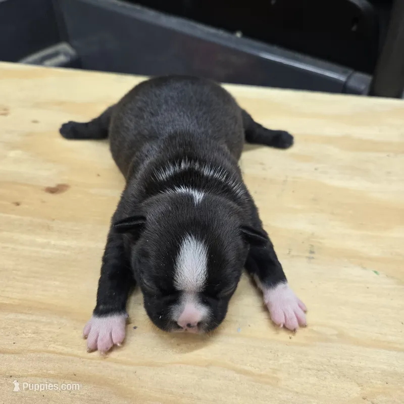 Sasha – Boston Terrier puppy for sale in Van Wert, OH