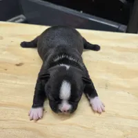 Sasha, a female Boston Terrier for sale in Van Wert, OH – 1 of 4
