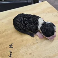 Lexi, a female Boston Terrier for sale in Van Wert, OH – 3 of 3