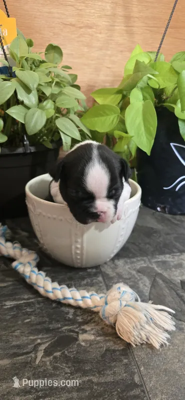 Smiles – Boston Terrier puppy for sale in Van Wert, OH