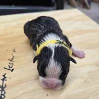Lester, a male Boston Terrier for sale in Van Wert, OH – 1 of 3