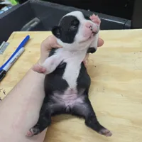 Sami, a female Boston Terrier for sale in Van Wert, OH – 2 of 3