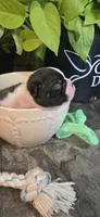 Lovett, a male Boston Terrier for sale in Van Wert, OH – 3 of 3