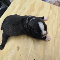 Sasha, a female Boston Terrier for sale in Van Wert, OH – 3 of 4
