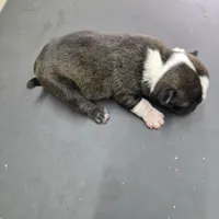 Minno, a female Boston Terrier for sale in Van Wert, OH – 1 of 4