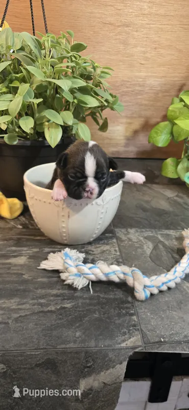 Minno – Boston Terrier puppy for sale in Van Wert, OH
