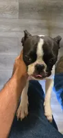 Minnie, a female Boston Terrier for sale in Van Wert, OH – 2 of 3
