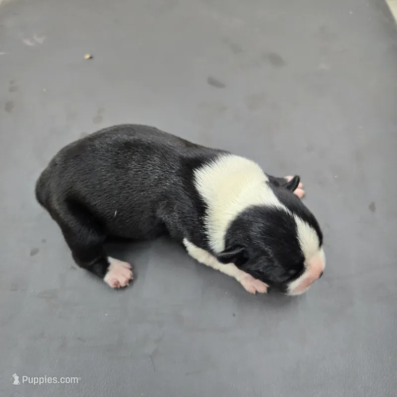 Mindy – Boston Terrier puppy for sale in Van Wert, OH