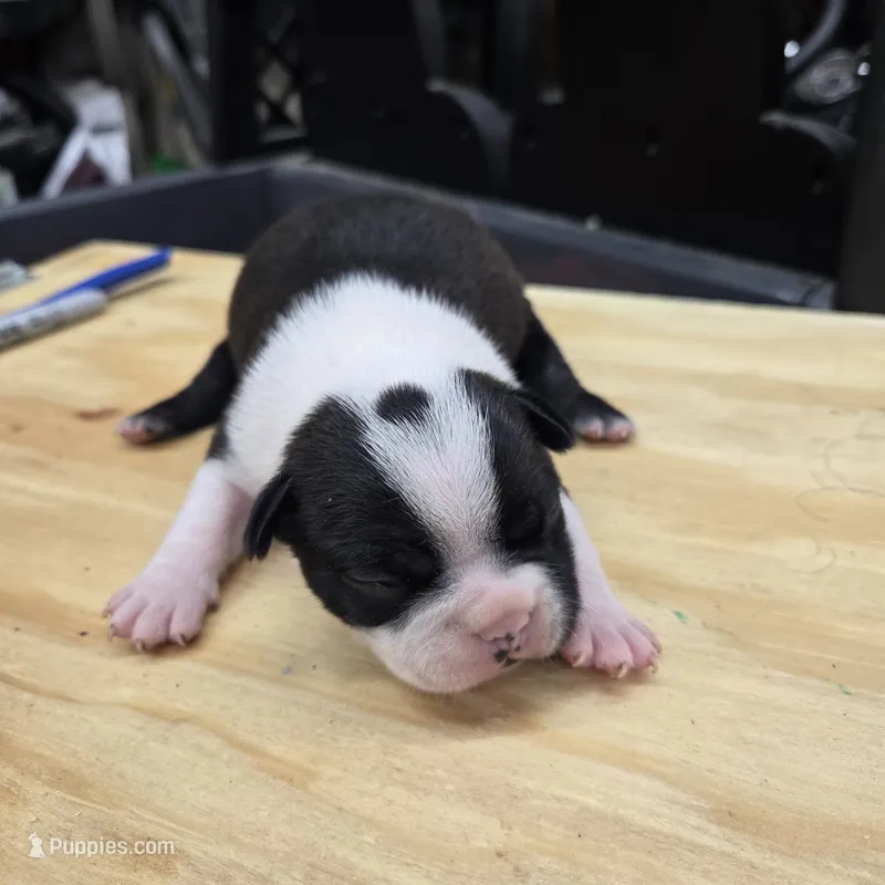 Sami – Boston Terrier puppy for sale in Van Wert, OH