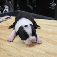 Sami, a female Boston Terrier for sale in Van Wert, OH – 1 of 3