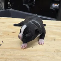 Sasha, a female Boston Terrier for sale in Van Wert, OH – 2 of 4