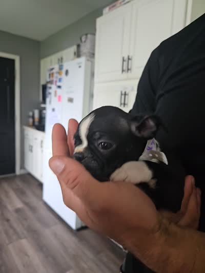 Sara, a female Boston Terrier for sale in Van Wert, OH – 2 of 4