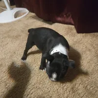 Sara, a female Boston Terrier for sale in Van Wert, OH – 4 of 4