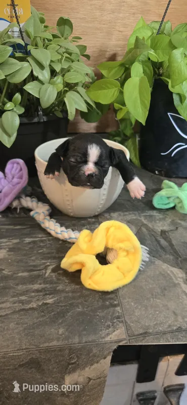 Sara – Boston Terrier puppy for sale in Van Wert, OH