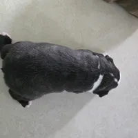 Coco, a female Boston Terrier for sale in Van Wert, OH – Photo 7 of 8