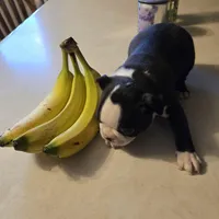 Coco, a female Boston Terrier for sale in Van Wert, OH – Photo 3 of 8