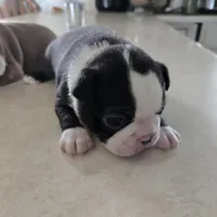 Coco, a female Boston Terrier for sale in Van Wert, OH – Photo 1 of 8