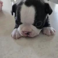 Coco, a female Boston Terrier for sale in Van Wert, OH – Photo 2 of 4