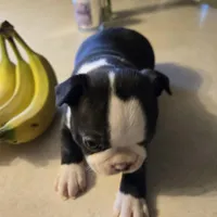 Coco, a female Boston Terrier for sale in Van Wert, OH – Photo 2 of 8