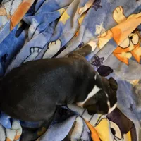 Coco, a female Boston Terrier for sale in Van Wert, OH – Photo 5 of 8