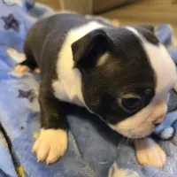 Coco, a female Boston Terrier for sale in Van Wert, OH – Photo 8 of 8