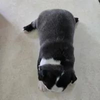 Coco, a female Boston Terrier for sale in Van Wert, OH – Photo 6 of 8