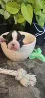 Lovett, a male Boston Terrier for sale in Van Wert, OH – 2 of 3