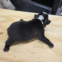 Sushi, a male Boston Terrier for sale in Van Wert, OH – 2 of 3