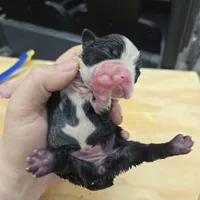 Lexi, a female Boston Terrier for sale in Van Wert, OH – 2 of 3