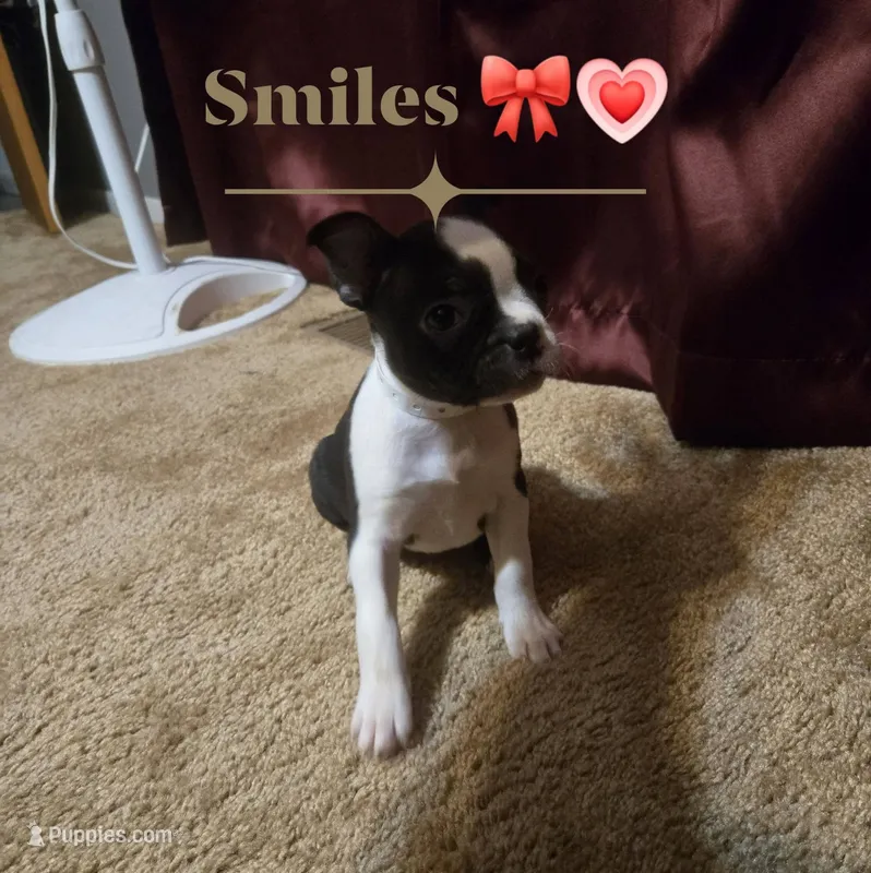 Smiles – Boston Terrier puppy for sale in Van Wert, OH