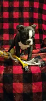 Cooper, a male Boston Terrier for sale in Van Wert, OH – Photo 4 of 5