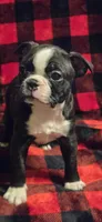 Cooper, a male Boston Terrier for sale in Van Wert, OH – Photo 5 of 5
