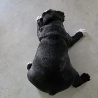 Cooper, a male Boston Terrier for sale in Van Wert, OH – Photo 3 of 4