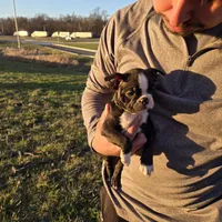 Cooper, a male Boston Terrier for sale in Van Wert, OH – Photo 2 of 5
