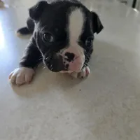 Cooper, a male Boston Terrier for sale in Van Wert, OH – Photo 1 of 4