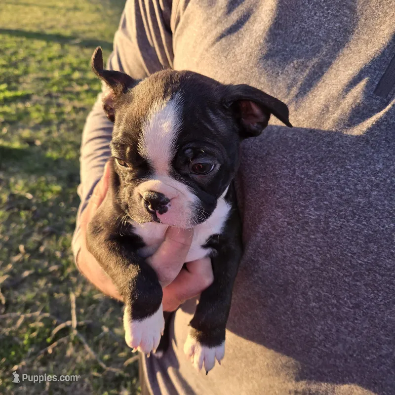 Cooper – Boston Terrier puppy on hold in Van Wert, OH