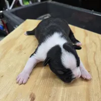 Smiles, a female Boston Terrier for sale in Van Wert, OH – 2 of 2