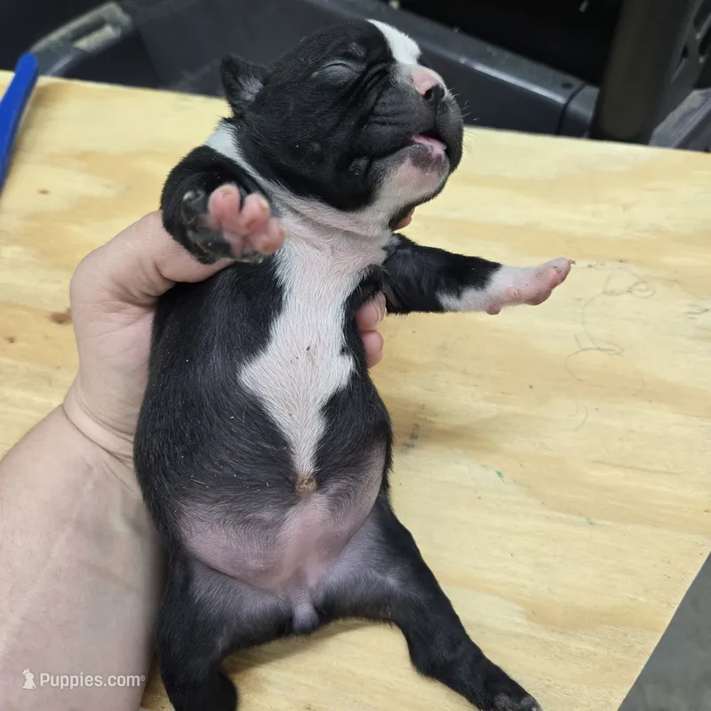 Sara – Boston Terrier puppy for sale in Van Wert, OH