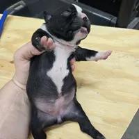 Sara, a female Boston Terrier for sale in Van Wert, OH – 1 of 3