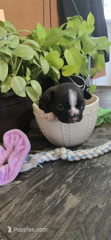 Sasha – Boston Terrier puppy for sale in Van Wert, OH