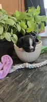 Sasha, a female Boston Terrier for sale in Van Wert, OH – 1 of 6