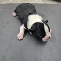 Mindy, a female Boston Terrier for sale in Van Wert, OH – 2 of 3