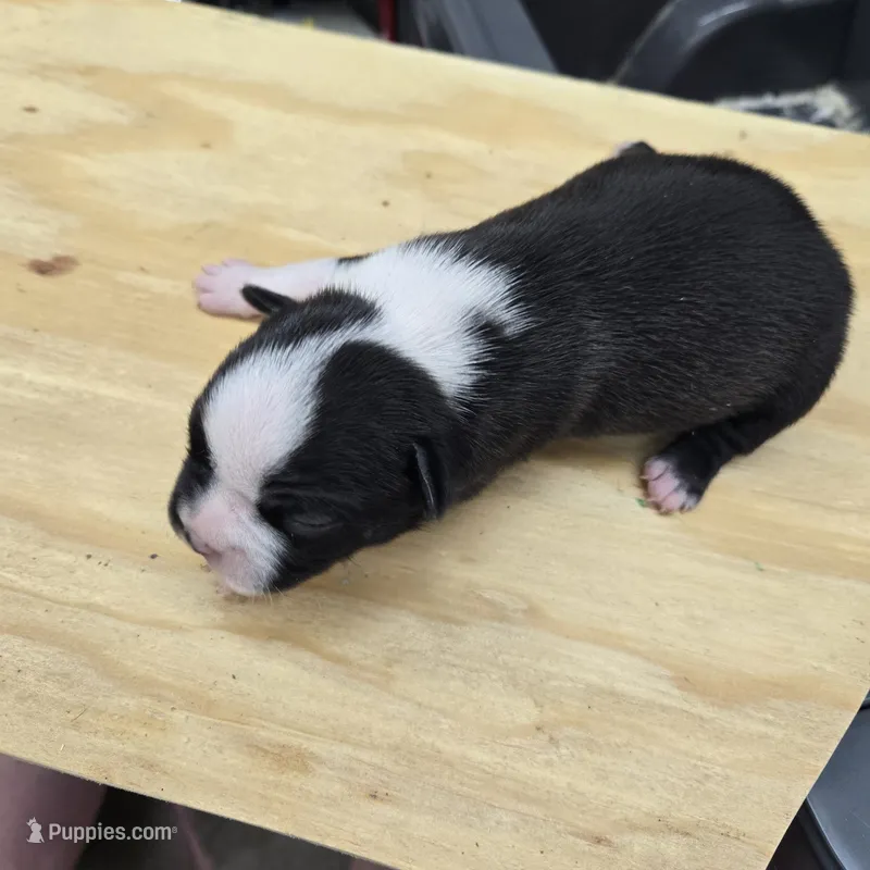 Smiles – Boston Terrier puppy for sale in Van Wert, OH