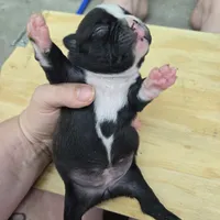 Sasha, a female Boston Terrier for sale in Van Wert, OH – 4 of 4