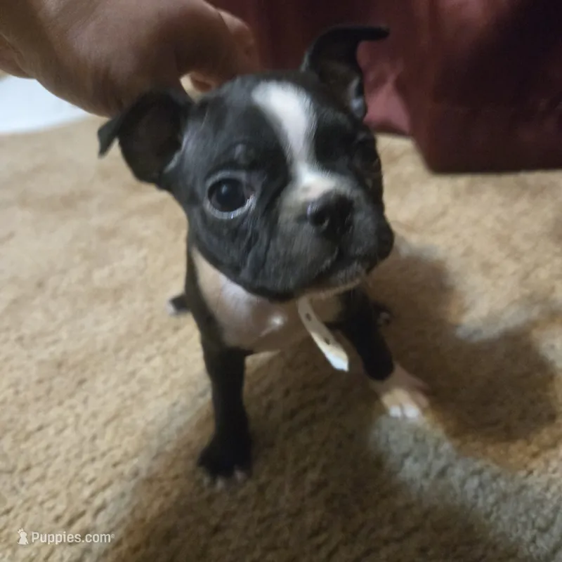 Sara – Boston Terrier puppy on hold in Van Wert, OH