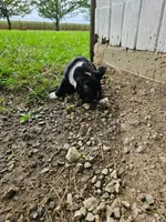 Marlow, a male Boston Terrier for sale in Van Wert, OH – 5 of 5